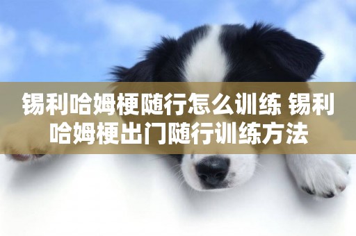 錫利哈姆梗隨行怎么訓練 錫利哈姆梗出門隨行訓練方法