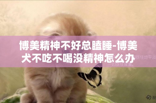 博美精神不好總瞌睡-博美犬不吃不喝沒精神怎么辦