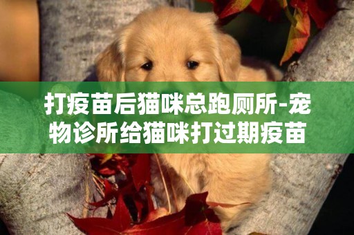 打疫苗后貓咪總跑廁所-寵物診所給貓咪打過期疫苗