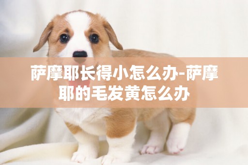 薩摩耶長得小怎么辦-薩摩耶的毛發黃怎么辦