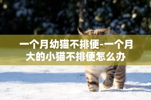 一個月幼貓不排便-一個月大的小貓不排便怎么辦
