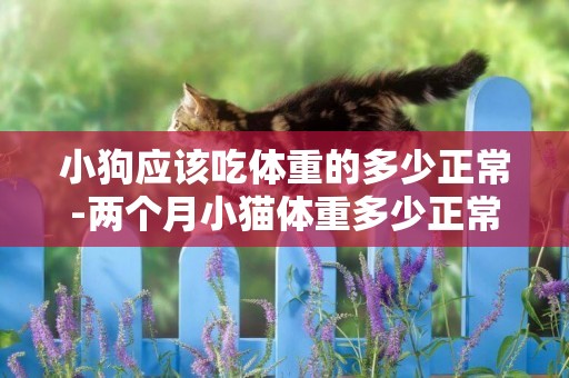 小狗應該吃體重的多少正常-兩個月小貓體重多少正常