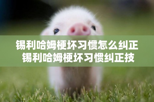 錫利哈姆梗壞習慣怎么糾正 錫利哈姆梗壞習慣糾正技巧