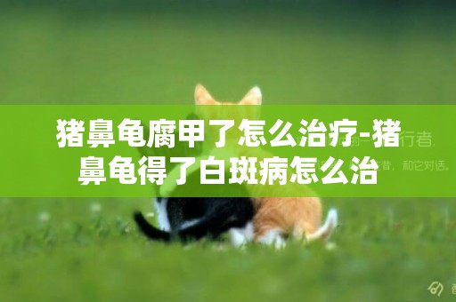 豬鼻龜腐甲了怎么治療-豬鼻龜得了白斑病怎么治