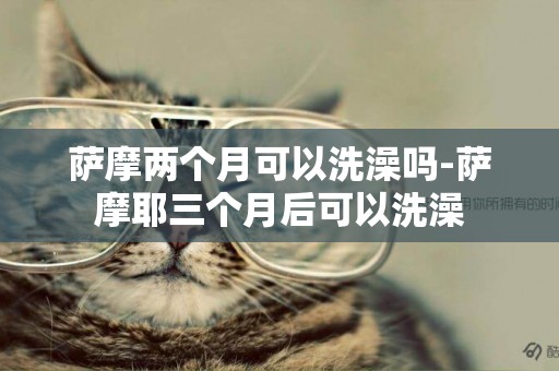 薩摩兩個月可以洗澡嗎-薩摩耶三個月后可以洗澡