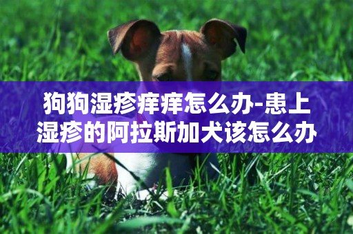 狗狗濕疹癢癢怎么辦-患上濕疹的阿拉斯加犬該怎么辦