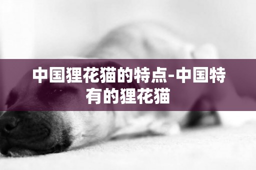 中國貍花貓的特點-中國特有的貍花貓