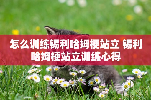 怎么訓練錫利哈姆梗站立 錫利哈姆梗站立訓練心得