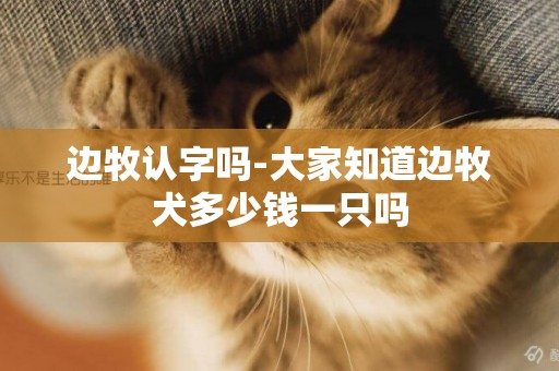 邊牧認字嗎-大家知道邊牧犬多少錢一只嗎