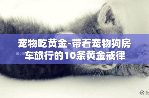 寵物吃黃金-帶著寵物狗房車旅行的10條黃金戒律