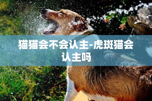 貓貓會不會認主-虎斑貓會認主嗎