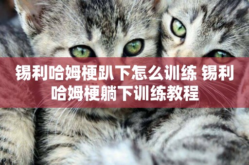 錫利哈姆梗趴下怎么訓練 錫利哈姆梗躺下訓練教程