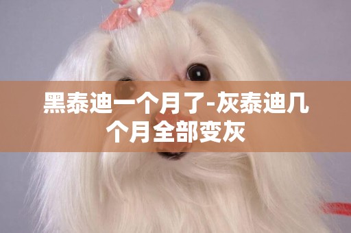 黑泰迪一個月了-灰泰迪幾個月全部變灰