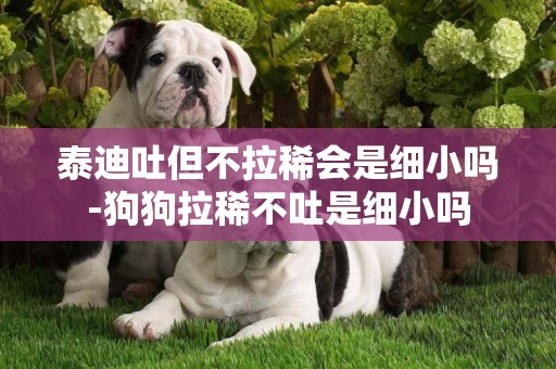 泰迪吐但不拉稀會是細小嗎-狗狗拉稀不吐是細小嗎