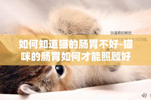 如何知道貓的腸胃不好-貓咪的腸胃如何才能照顧好