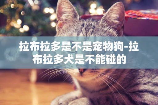 拉布拉多是不是寵物狗-拉布拉多犬是不能碰的