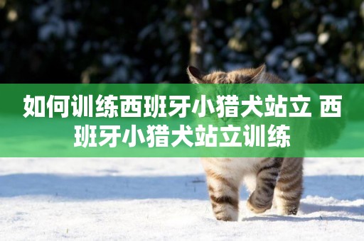 如何訓練西班牙小獵犬站立 西班牙小獵犬站立訓練