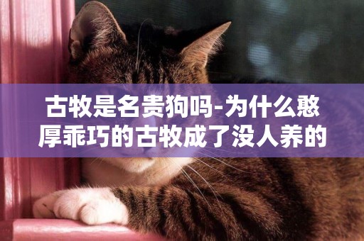 古牧是名貴狗嗎-為什么憨厚乖巧的古牧成了沒人養的狗狗