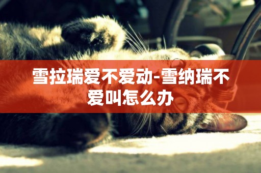 雪拉瑞愛不愛動-雪納瑞不愛叫怎么辦