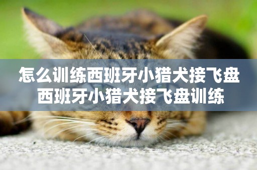 怎么訓練西班牙小獵犬接飛盤 西班牙小獵犬接飛盤訓練