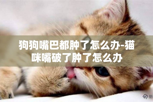 狗狗嘴巴都腫了怎么辦-貓咪嘴破了腫了怎么辦