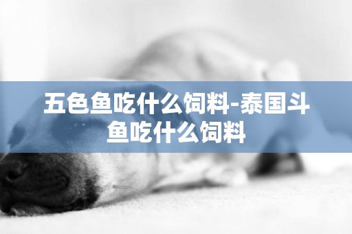 五色魚吃什么飼料-泰國斗魚吃什么飼料