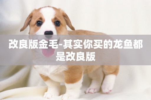改良版金毛-其實你買的龍魚都是改良版
