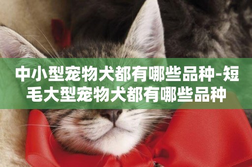 中小型寵物犬都有哪些品種-短毛大型寵物犬都有哪些品種