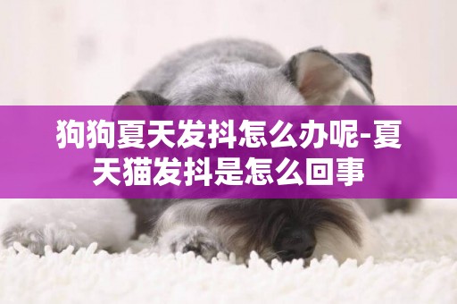 狗狗夏天發抖怎么辦呢-夏天貓發抖是怎么回事