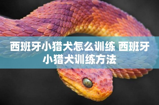 西班牙小獵犬怎么訓練 西班牙小獵犬訓練方法