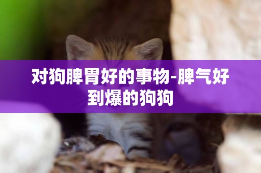 對狗脾胃好的事物-脾氣好到爆的狗狗