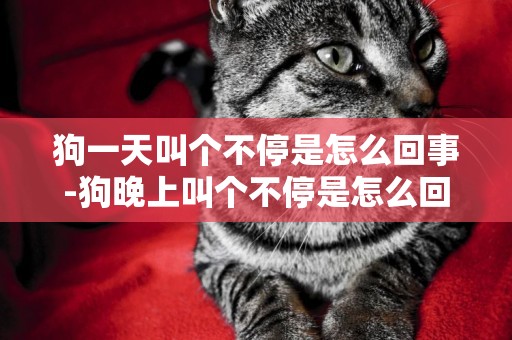 狗一天叫個不停是怎么回事-狗晚上叫個不停是怎么回事