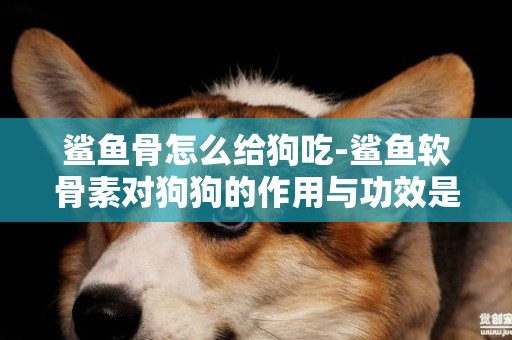 鯊魚骨怎么給狗吃-鯊魚軟骨素對狗狗的作用與功效是什么