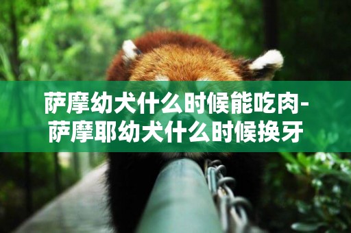 薩摩幼犬什么時候能吃肉-薩摩耶幼犬什么時候換牙