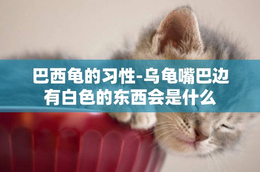 巴西龜的習性-烏龜嘴巴邊有白色的東西會是什么