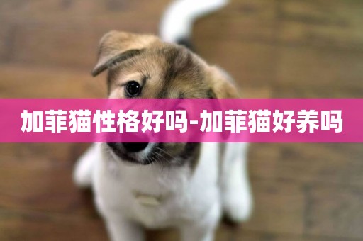 加菲貓性格好嗎-加菲貓好養嗎