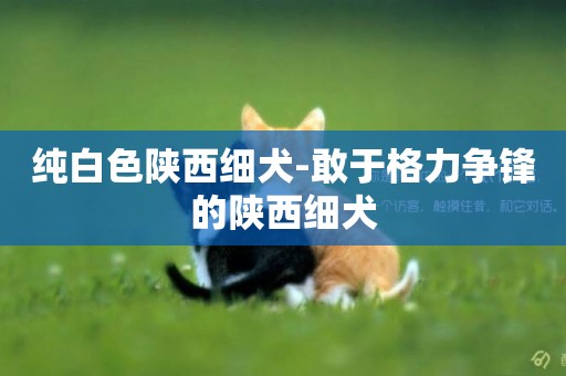 純白色陜西細犬-敢于格力爭鋒的陜西細犬