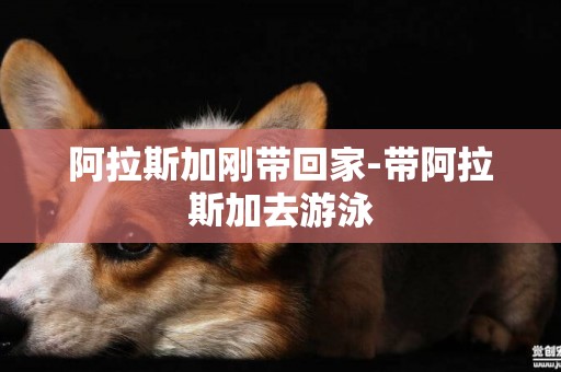 阿拉斯加剛帶回家-帶阿拉斯加去游泳