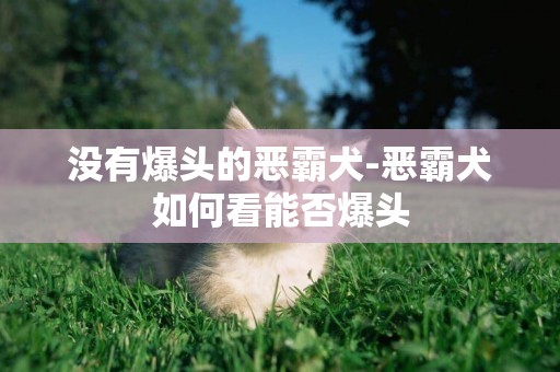 沒有爆頭的惡霸犬-惡霸犬如何看能否爆頭