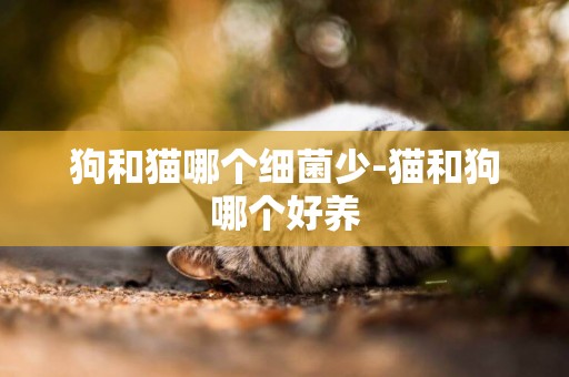 狗和貓哪個細菌少-貓和狗哪個好養