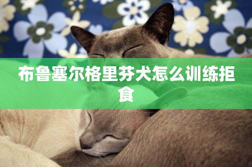 布魯塞爾格里芬犬怎么訓練拒食