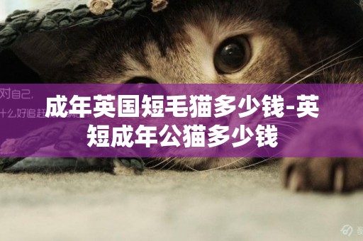 成年英國短毛貓多少錢-英短成年公貓多少錢