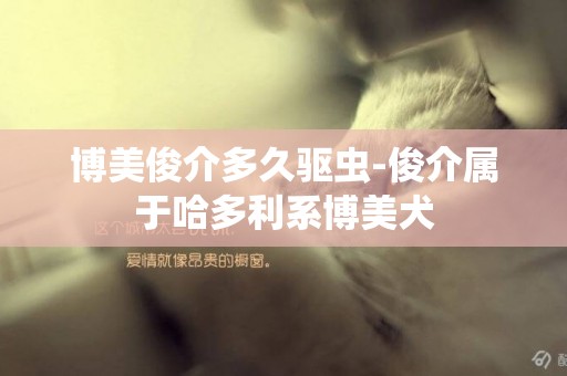 博美俊介多久驅蟲-俊介屬于哈多利系博美犬