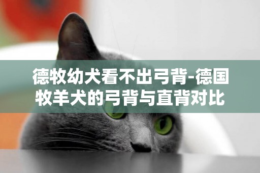 德牧幼犬看不出弓背-德國牧羊犬的弓背與直背對比