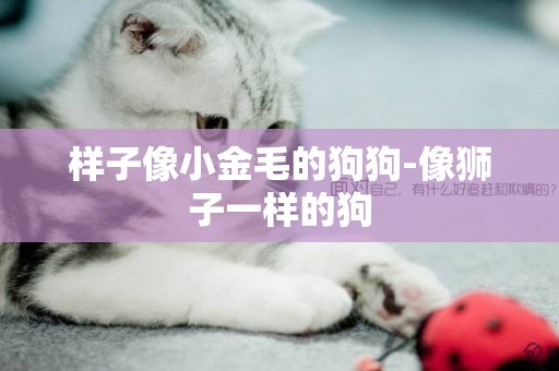 樣子像小金毛的狗狗-像獅子一樣的狗