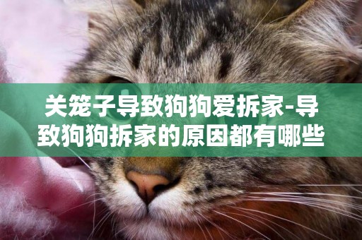 關籠子導致狗狗愛拆家-導致狗狗拆家的原因都有哪些