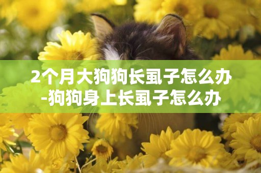 2個月大狗狗長虱子怎么辦-狗狗身上長虱子怎么辦
