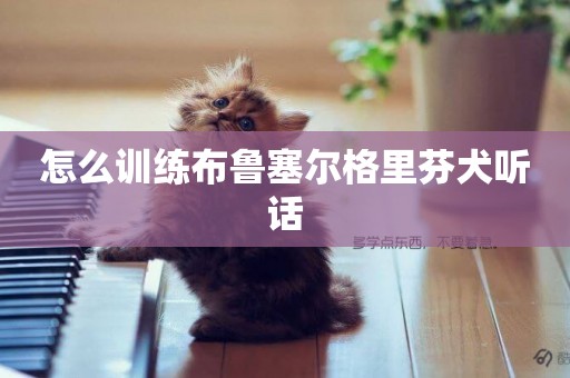 怎么訓練布魯塞爾格里芬犬聽話