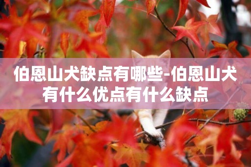 伯恩山犬缺點有哪些-伯恩山犬有什么優點有什么缺點