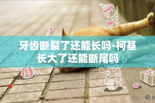 牙齒斷裂了還能長嗎-柯基長大了還能斷尾嗎